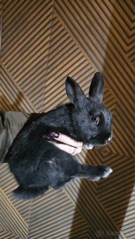 Zakrsly/teddy zajacik - 3