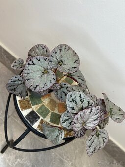 Begónia Rex ‘Chayo’ - 3
