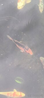 Koi kapor - 3