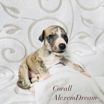 Whippet , Vipet s PP - 3