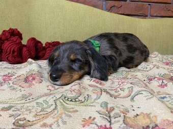 Jazvečík merle - 3