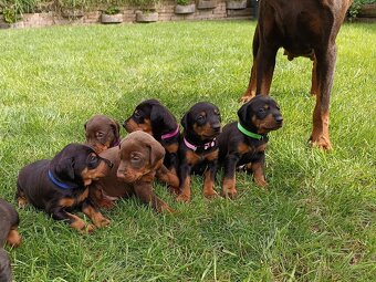 DOBERMAN - šteniatka - 3