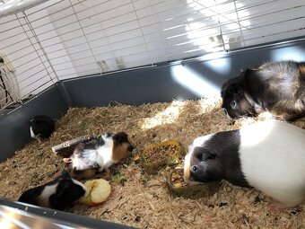 Morské prasiatka - 3