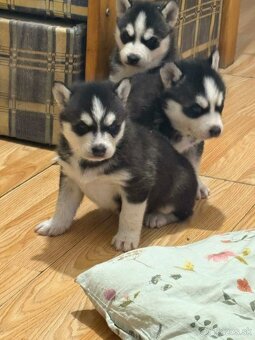 Sibírsky husky na predaj - 3