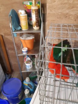 Predam papagaj kralovsky - 3