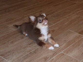 ČIVAVA - psík s PP - 3