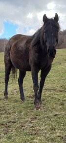 Quarter horse kobyla - 3