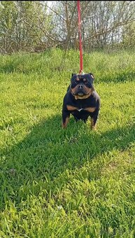 American bully pocket - 3