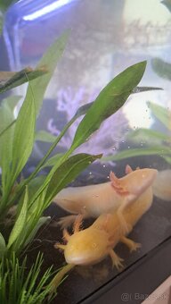 Predám axolotlov s akváriom - 3