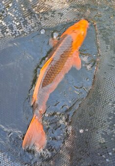 predam original japonskych koi - 3