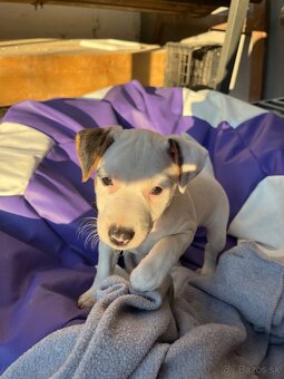Jack Russell Terier - 3