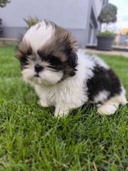 Predám šteniatka Shi-tzu ši-cu šicu shihtzu - 3