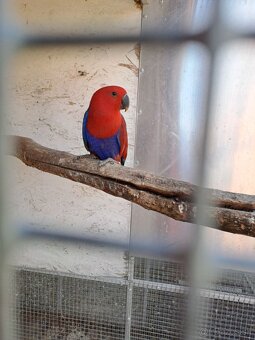 Predám eklektusov polychloros a amazónika bielobruchého - 3