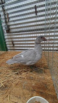 Zdrobnené kačice, pižmovky, indické bojovnice - 3