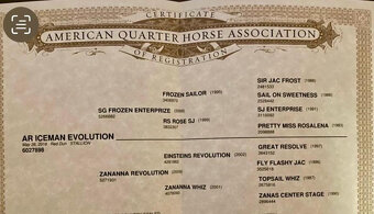 Reining QH valach - 3