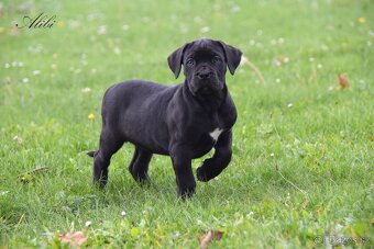 Cane Corso štěňátka s FCI PP - - 3