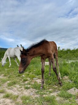 Predaj Shagya Arab kobyla + žriebä (aj samostatne) - 3