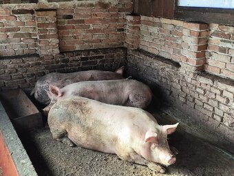 Predám ošípané - 3