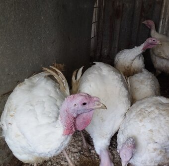 Brojlerové morky - 3
