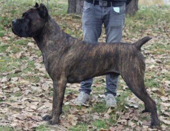 Cane Corso šteniatka s PP ( E’Nata Una Stella ) - 3