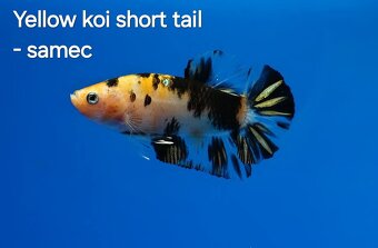 Betta splendens- Yellow Galaxy koi - 3