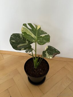 Monstera thai constalation - 3