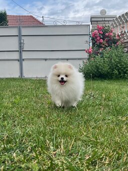 Pomeranian s PP - 3