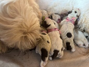 Spinone italiano - šteniatko - 3