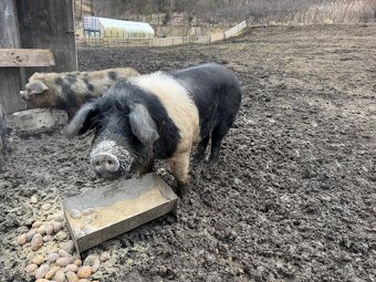 Preštické prasa - 3