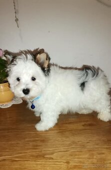 Yorkshirsky terier,  biewer,  york - 3