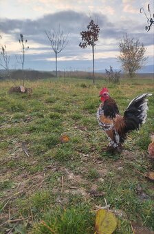 Kohút Millefleur (Mille Fleur d'Uccle)
 - 3