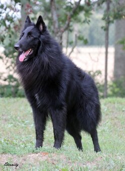 Belgický ovčiak groenendael FCI s PP po šampiónoch - 3