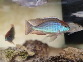 Lethrinops red cap - 3