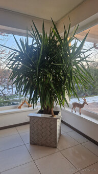 Neodolateľná JUKA - 3