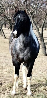 APH APHA PAINT HORSE ŽREBEC pripúšťanie - 3
