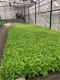 Široký výber sadeníc pre trhovníkov -Planty - 3