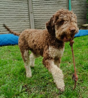 Lagotto Romagnolo krytie - 3