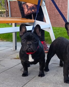 Francúzsky buldoček s PP/French bulldog - 3