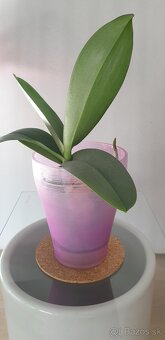 Orchidea - 3