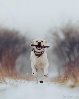 Labrador - 3
