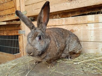 Samica mix hyla 1 rok - 3