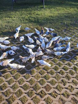 Poštové holuby - 3