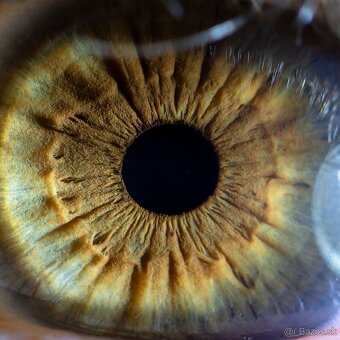 Predam Laowa 60mm f/2.8 2x Ultra Macro Sony - 3