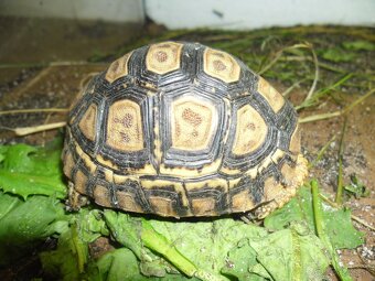 korytnačka leopardia - 3