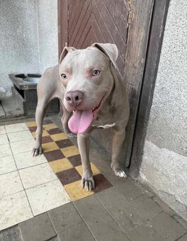 Americký pitbulterier - 3