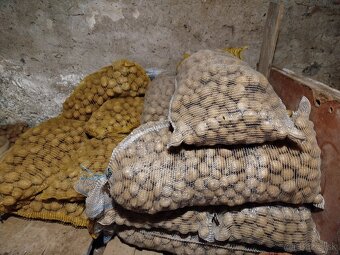 Sadbové zemiaky - 3