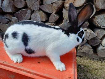 Nemecký obrovitý strakáč - 3