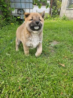 Shiba inu - 3
