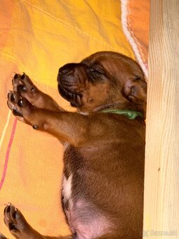 Rhodesian Ridgeback s preukazom pôvodu - 3