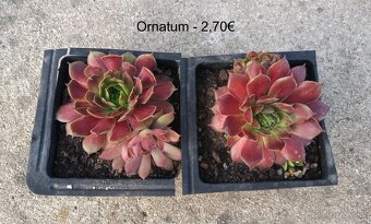 Skalné ruže (Sempervivum) - sadeničky - 3